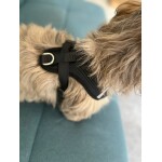 Conjunto-de-arn-s-y-correa-para-mascotas-peque-as-juego-de-accesorios-para-perros-peque-2-1.jpg