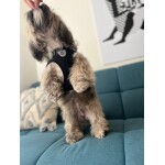 Conjunto-de-arn-s-y-correa-para-mascotas-peque-as-juego-de-accesorios-para-perros-peque-2-1.jpg