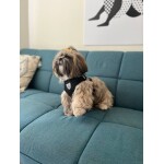 Conjunto-de-arn-s-y-correa-para-mascotas-peque-as-juego-de-accesorios-para-perros-peque-2-1.jpg